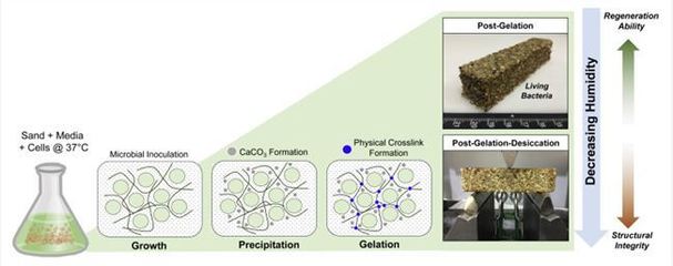 科學(xué)家創(chuàng)造出了一種新型混凝土 磚頭也有生命了